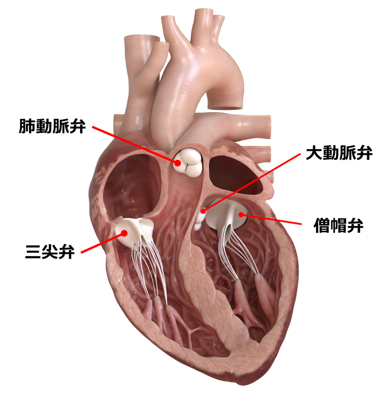 心臓弁膜症 心臓血管外科 診療科 センター 福岡和白病院 社会医療法人財団 池友会